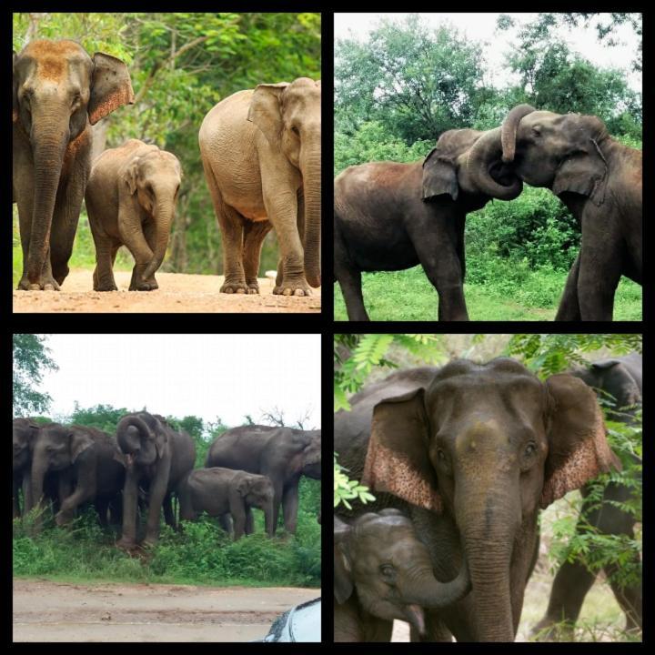 Kitty Safari Family Bungalow Udawalawe Buitenkant foto